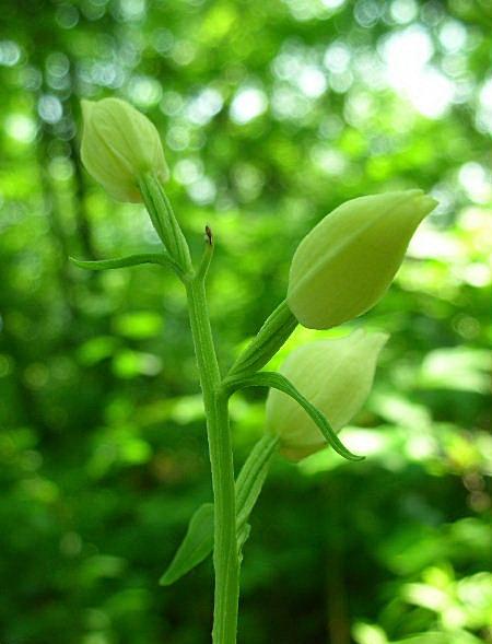 Cephalanthera damasonium, C. longifolia, C. rubra